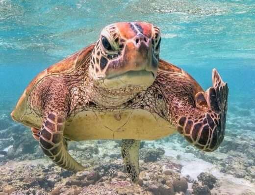 Snorkeling with turtles in BK Island