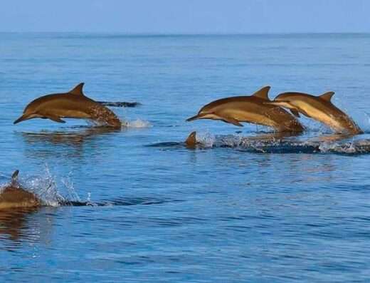 Fishing and dolphin watching tour in Oman