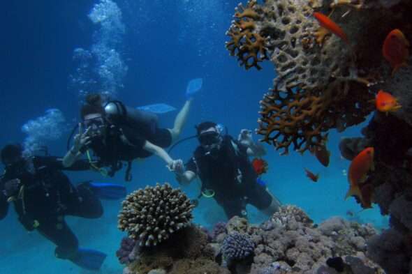 Coral Reefs Saudi Arabia